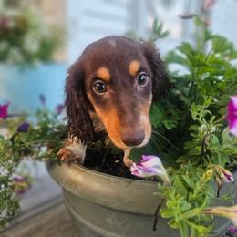 Mahogany - Chocolate and tan male Dachshund puppy in Arthur, Illinois from Dachs and Poms