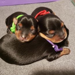 Yorkshire Terrier Puppies from Yorkie Paws