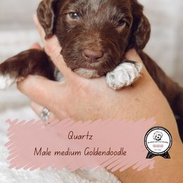 Reservation spot 8 - Apricot male Goldendoodle puppy in Redmond, Oregon from Bourbon and Lace Doodles