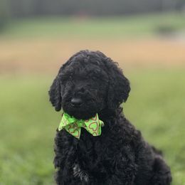 Bernedoodles and Labradoodles from Pine Brook Pups