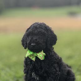 Bernedoodles and Labradoodles from Pine Brook Pups