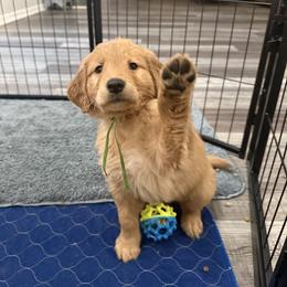 Golden Retriever Puppies from Revival Retrievers