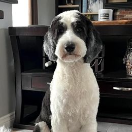 Jolene - Sheepadoodle