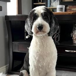 Jolene - Sheepadoodle