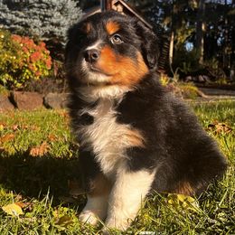 Charlie - Black tri-color male Australian Shepherd puppy in Lebanon, Oregon from Mt. Hope Aussies