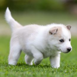 Siberian Husky Puppies from Lilbearshuskies