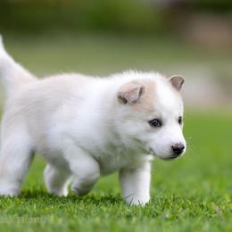 Siberian Husky Puppies from Lilbearshuskies