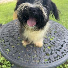 BoBo - Black and white male Havanese puppy in Joelton, Tennessee from Rosewood Kennels