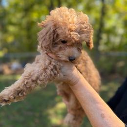 Kenzie - Apricot female Poodle puppy in Chattanooga, Tennessee from Joyfull Pals