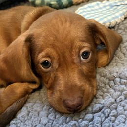 Spraguer-AKC - Dapple male Dachshund puppy in Bakersfield, Missouri from Hocomo Hollow Doxies