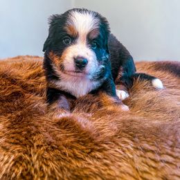 Big X - Tri-color male Bernese Mountain Dog puppy in Alabama from Dogwood Creek Bernese