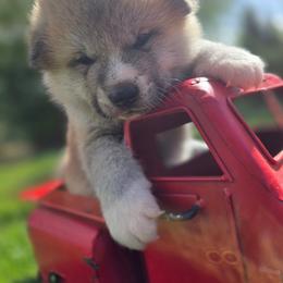 Boy 1 - Red male Japanese Akitainu puppy in Payson, Utah from Havoc Akitas