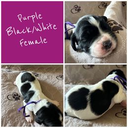 Girl 2 - Black and white female English Springer Spaniel puppy in Godley, Texas from Legacy Springer Spaniels