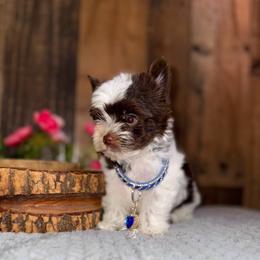 Versace - Chocolate, tan and white male Yorkshire Terrier puppy in Howe, Oklahoma from Ray Holder