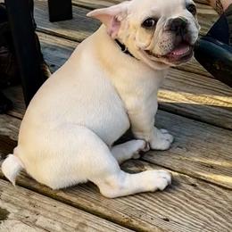 Benjamin - Cream male French Bulldog puppy in Greenfield, Missouri from Hope Mountain French Bulldogs