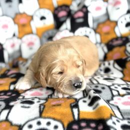 Green Collar - Gold male Australian Labradoodle puppy in Fayette, Ohio from Patriots Poodles and Doodles