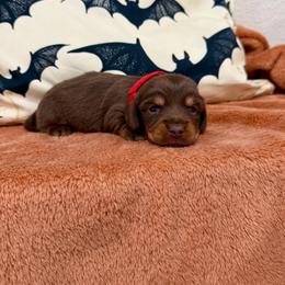 Cody - Chocolate and tan male Dachshund puppy in Rising Star, Texas from Boring Weenies