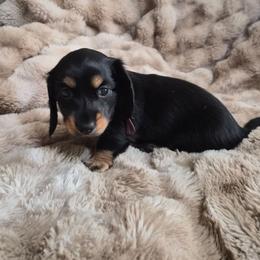 Big - Black and tan male Dachshund puppy in Salem, Oregon from Wonder Weenies