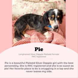 Pie - Dachshund