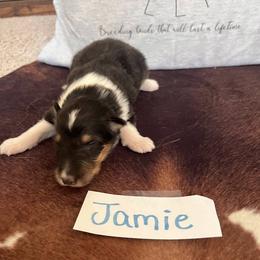 Collie Puppies from A/K Rough Collies