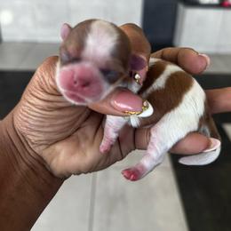 Charlie - Parti male Yorkshire Terrier puppy in Detroit, Michigan from Friends4everkennel LLC