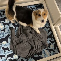 American Corgi and Pembroke Welsh Corgi Puppies from Beebe’s Corgis