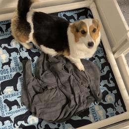 American Corgi and Pembroke Welsh Corgi Puppies from Beebe’s Corgis
