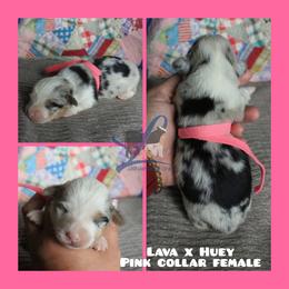 Pink Female - Blue female Pembroke Welsh Corgi puppy in Wayne City, Illinois from Lash Livestock & Corgis