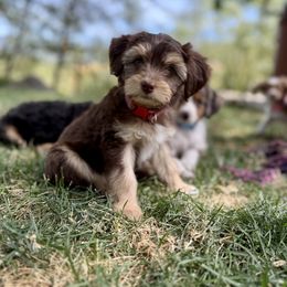Red - Red tri-color female Aussiedoodle puppy in Grants Pass, Oregon from Woodwind Miniatures