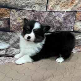 Boy 5 - Black and tan male American Corgi puppy in Visalia, California from VIP Stables