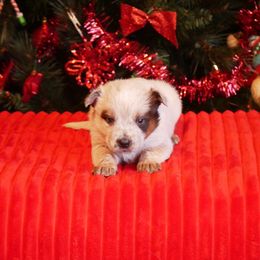 Comet - Red mottled female Australian Cattle Dog puppy in Buffalo Valley, Tennessee from Buffalo Valley Breeders