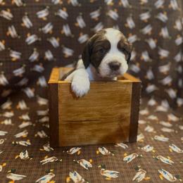 Mabel - Tri-Roan female English Springer Spaniel puppy in Braidwood, Illinois from A & R Springers