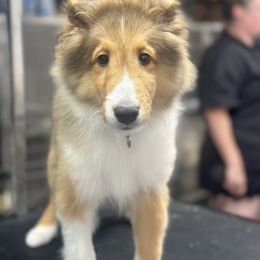 Zeus - Sable and white male Shetland Sheepdog puppy in New York from Adiame Kennels