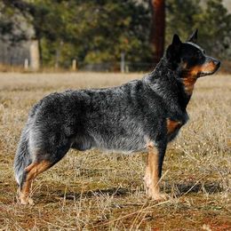Australian Cattle Dogs from Psycht Australian Cattle Dogs