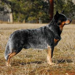 Australian Cattle Dogs from Psycht Australian Cattle Dogs