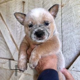 Australian Cattle Dog Puppies from JDI Enterprises