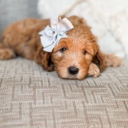 Goldendoodle Puppies from Glittering Grace Goldendoodles