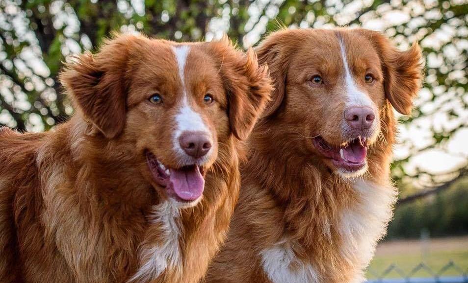 2 adult tollers