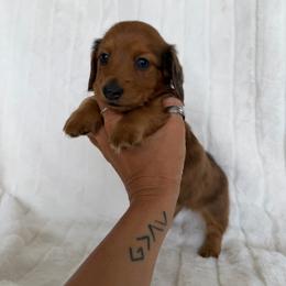 Red dapple girl - Dapple female Dachshund puppy in Wilton, California from Ranch Raised Doxies