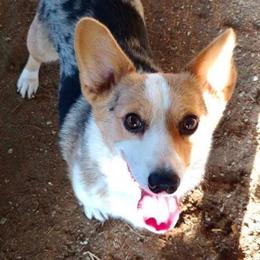 American Corgis and Pembroke Welsh Corgis from LOYAL T K9's CORGIS