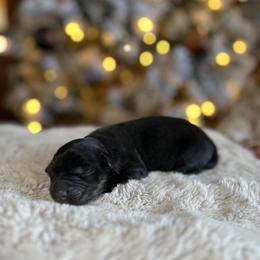Miniature Australian Shepherd Puppies from Quartz Creek Aussies