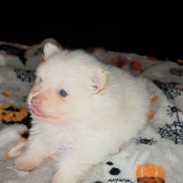 Creampuff - Cream male Pomeranian puppy in Newport News, Virginia from Itty Bitty Poms