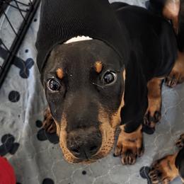 Michael Phelps - Black and rust male Doberman Pinscher puppy in Houston, Texas from Tycho's Dobermans