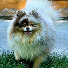 Faith - Pomeranian