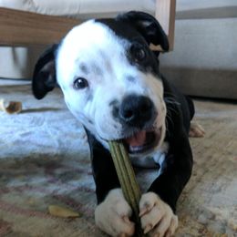 Staffordshire Bull Terrier Puppies from Sequoia Staffords