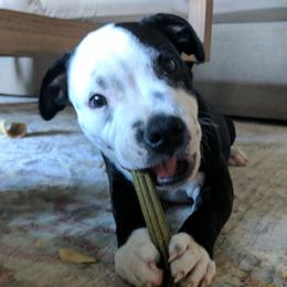 Staffordshire Bull Terrier Puppies from Sequoia Staffords