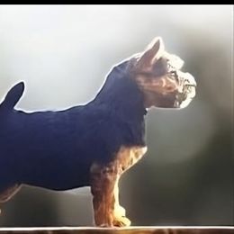 “Skye” - Norwich Terrier