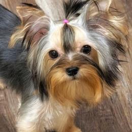 Melody - Blue and gold female Yorkshire Terrier puppy in Michigan from Breny