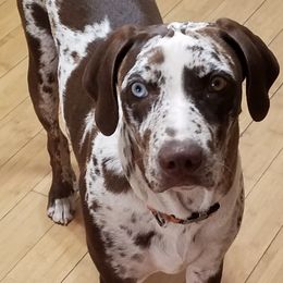 Catahoula Leopard Dogs from Marcee's Catahoulas