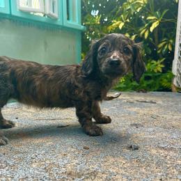 AKC Shaded Cream Brindle - Brindle female Dachshund puppy in Lehigh Acres, Florida from Ruby Rose Dachshund Dynasty